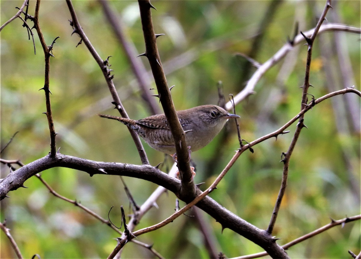 Northern House Wren - ML373847631