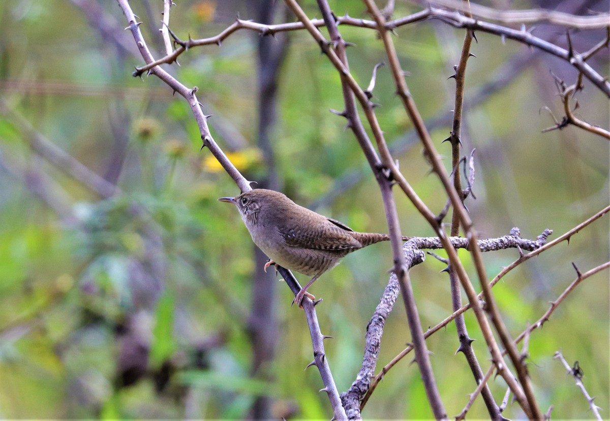 Northern House Wren - ML373847641