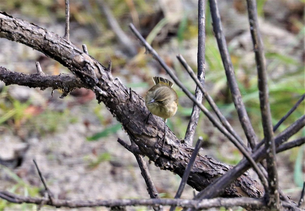 Palm Warbler - ML373848111