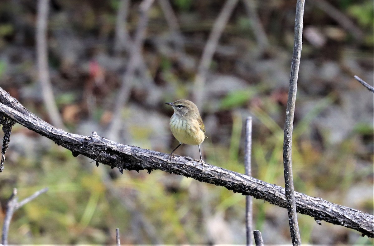 Palm Warbler - ML373848121