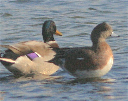 American Wigeon - ML373848561