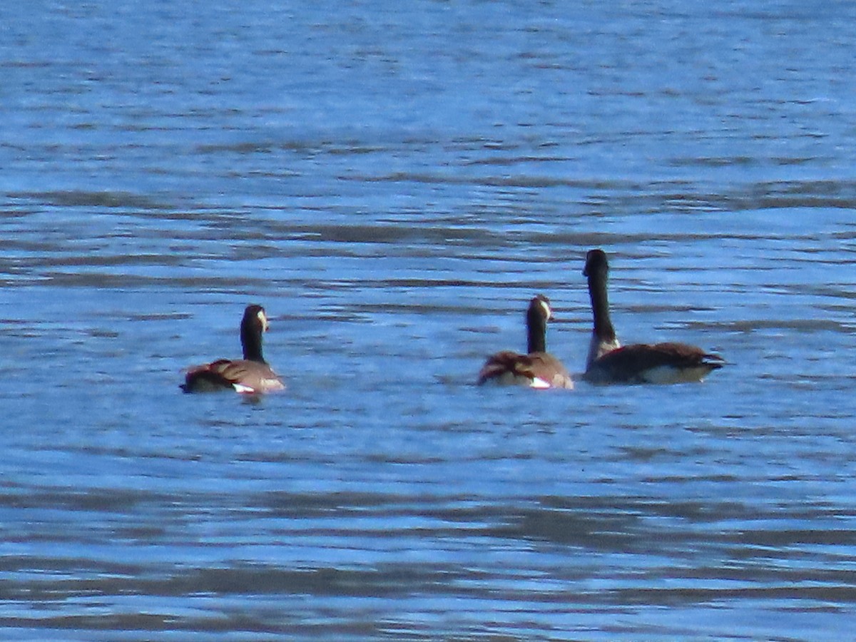 Canada Goose - ML373848631