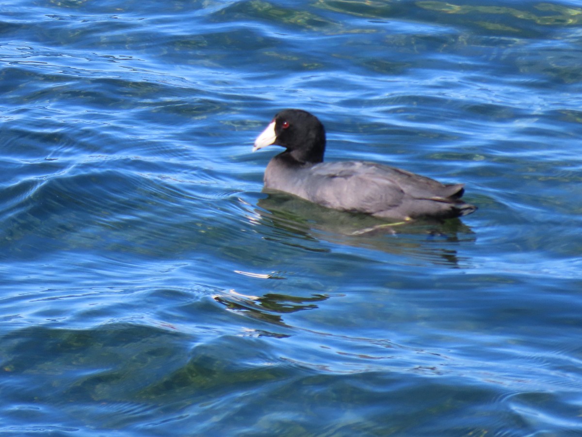 American Coot - ML373848761