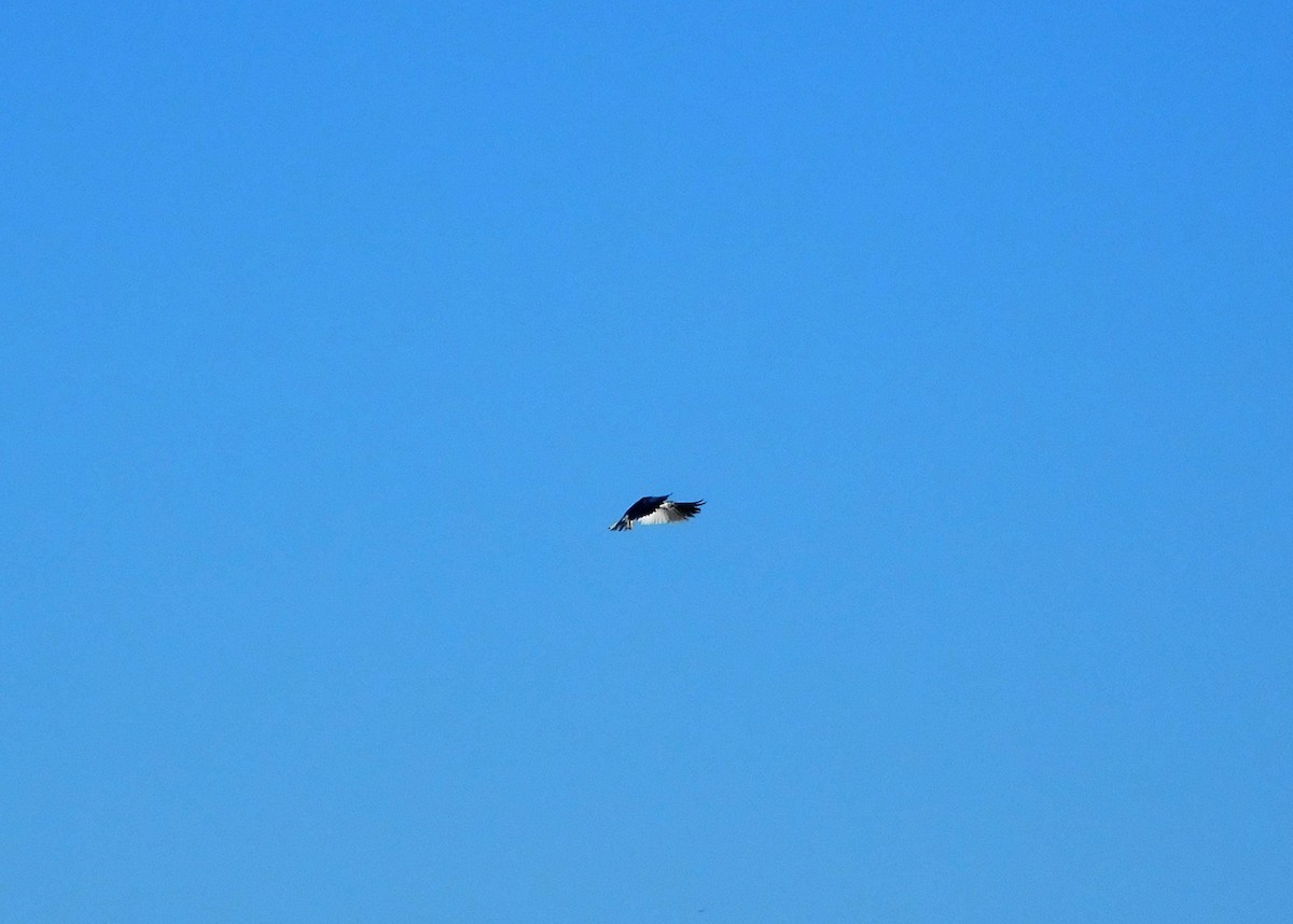 White-tailed Kite - ML37385001