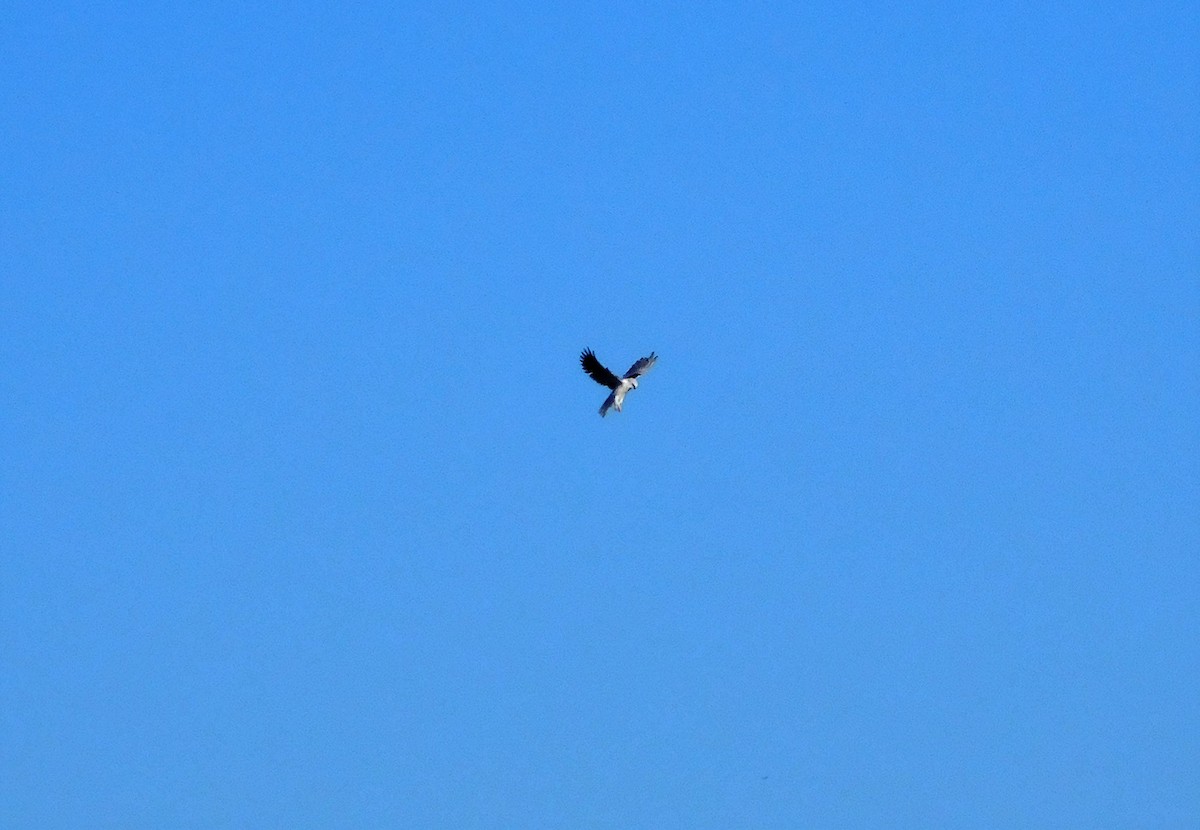 White-tailed Kite - ML37385011