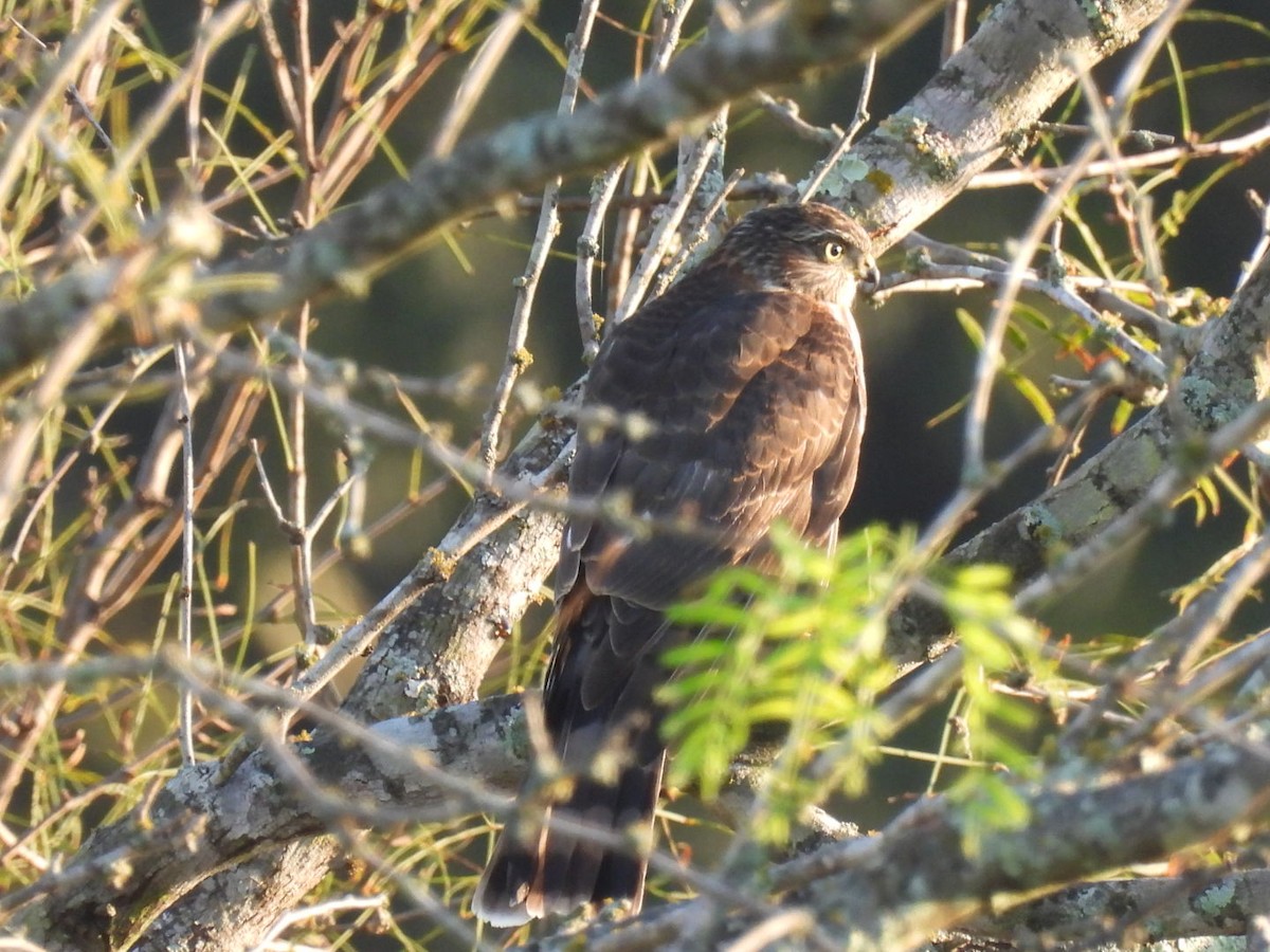 Sharp-shinned Hawk - ML373850831