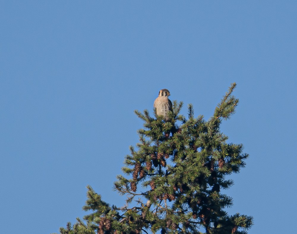 American Kestrel - ML373851091