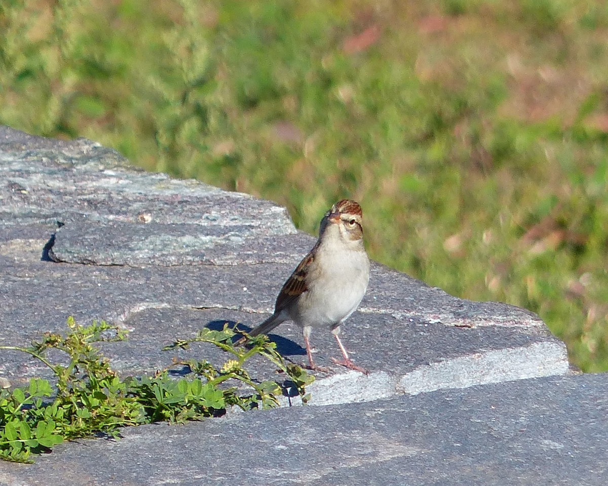 Chipping Sparrow - ML37385111