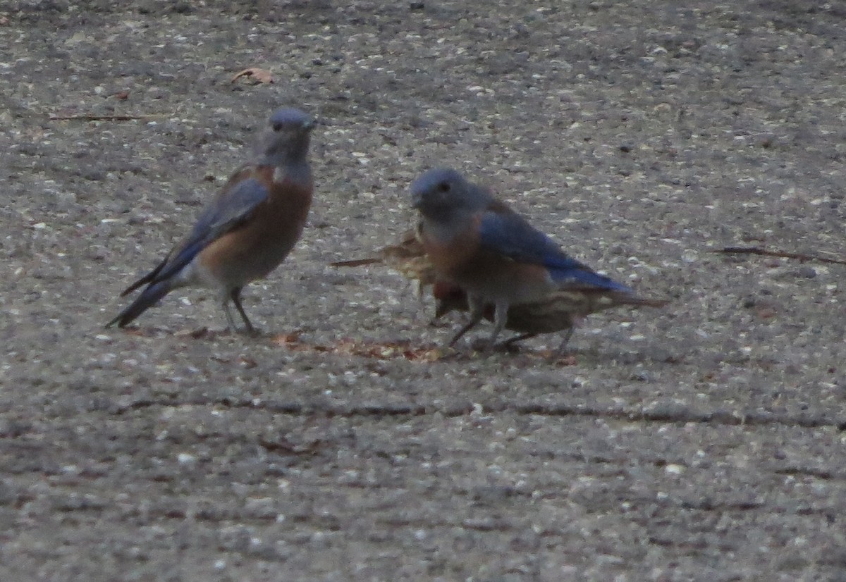 Western Bluebird - ML37385181
