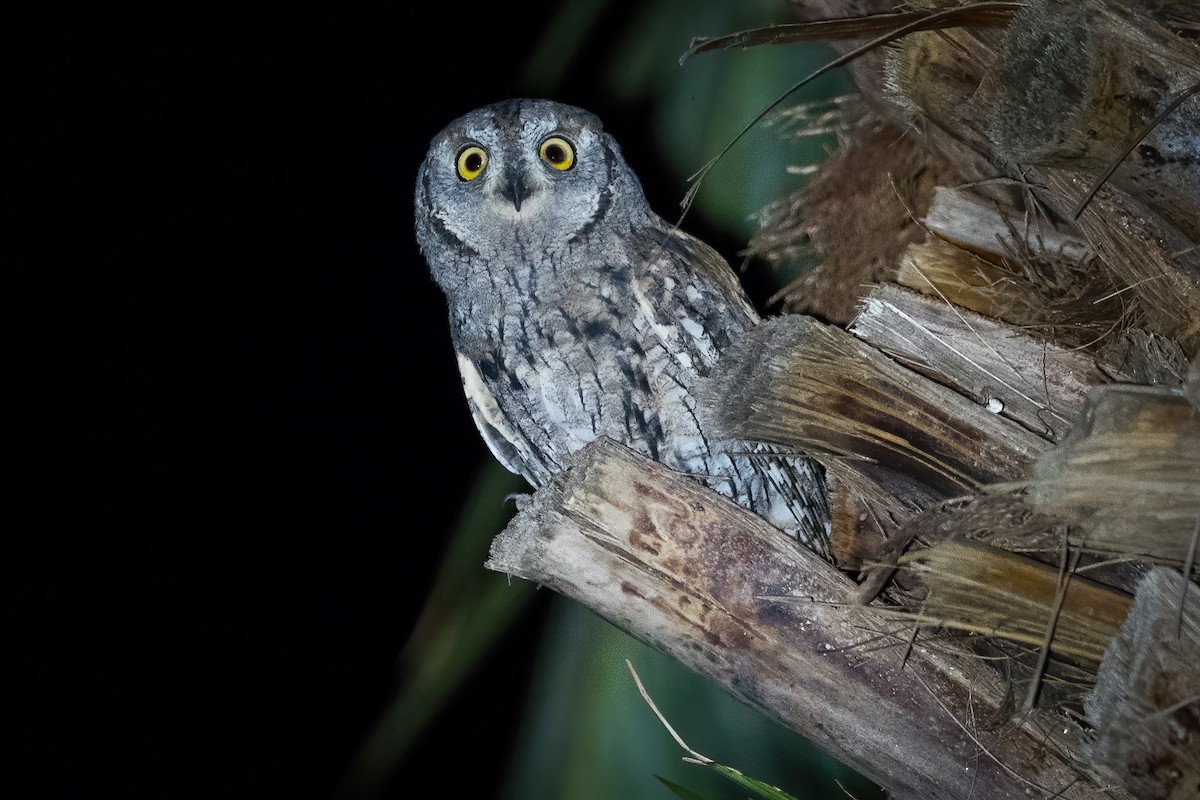 Eurasian Scops-Owl - Yeray Seminario
