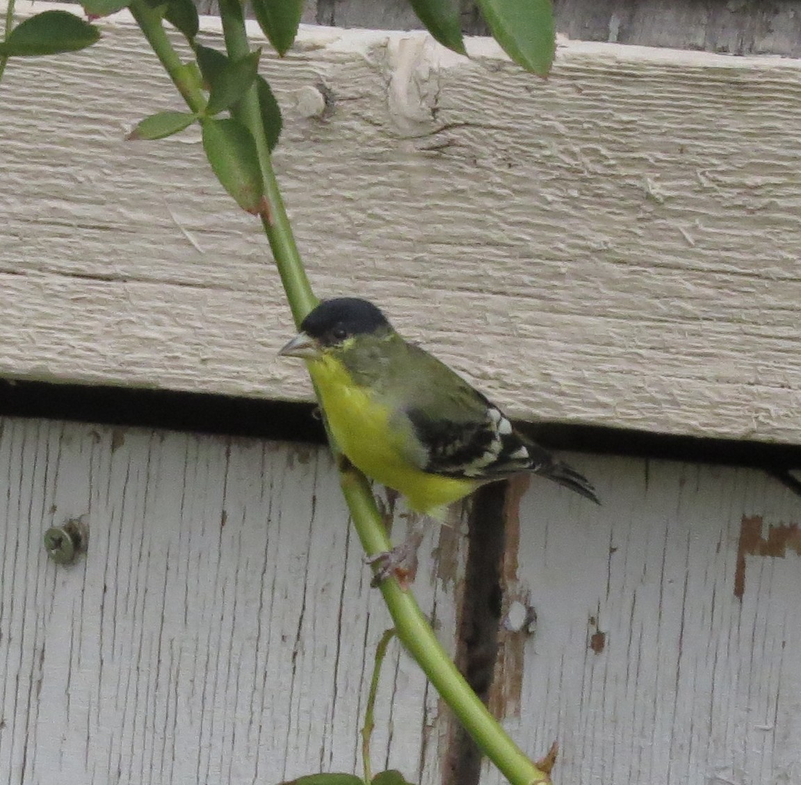 Lesser Goldfinch - ML37385471