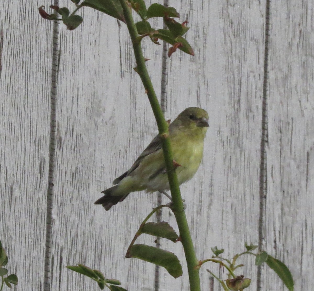 Lesser Goldfinch - ML37385481