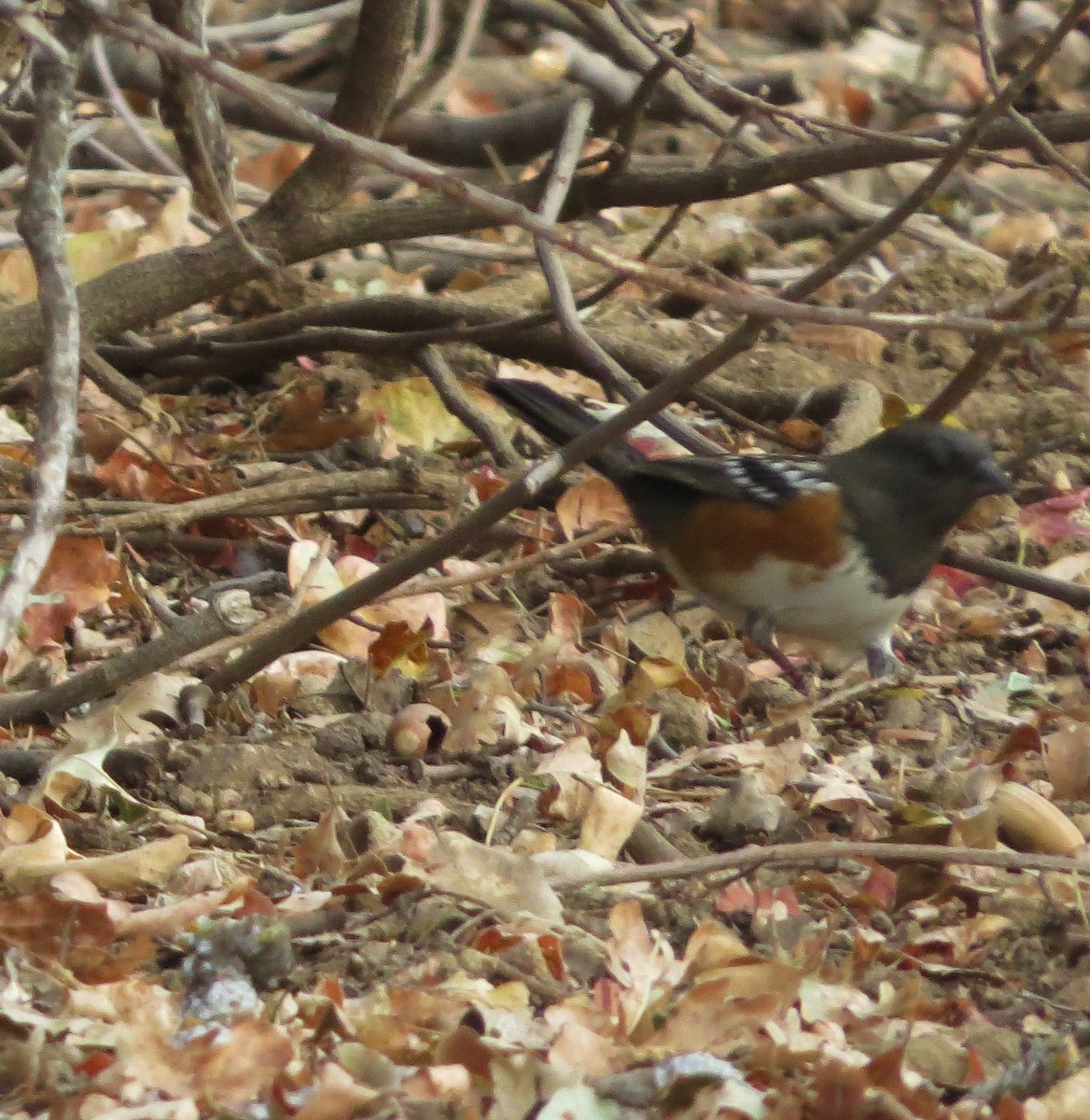 Spotted Towhee - ML37385531