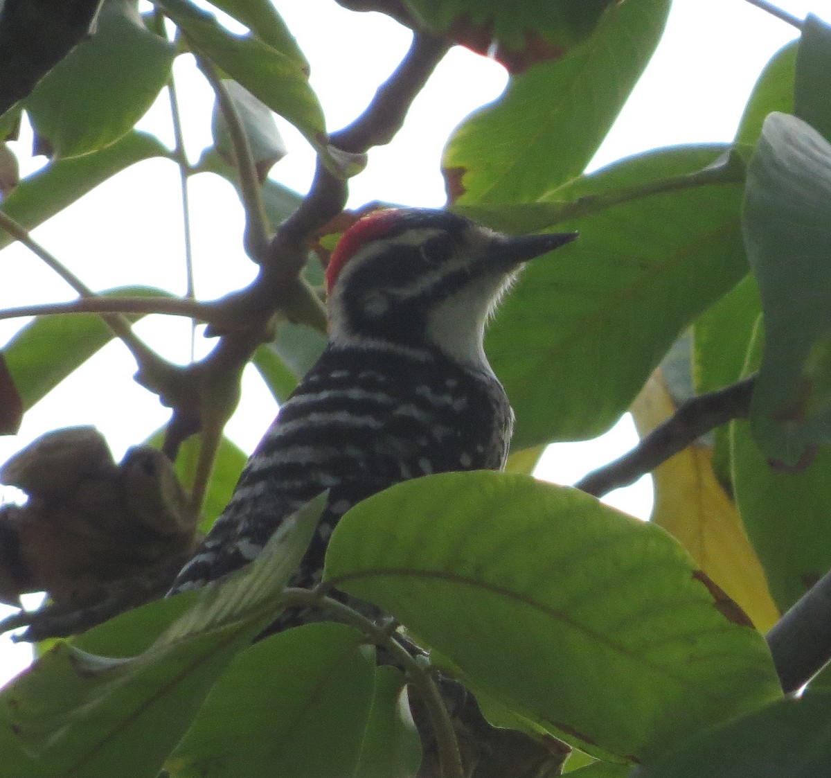 Nuttall's Woodpecker - ML37385601