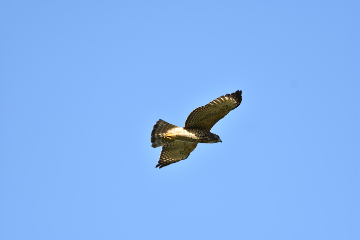 Broad-winged Hawk - ML373856251