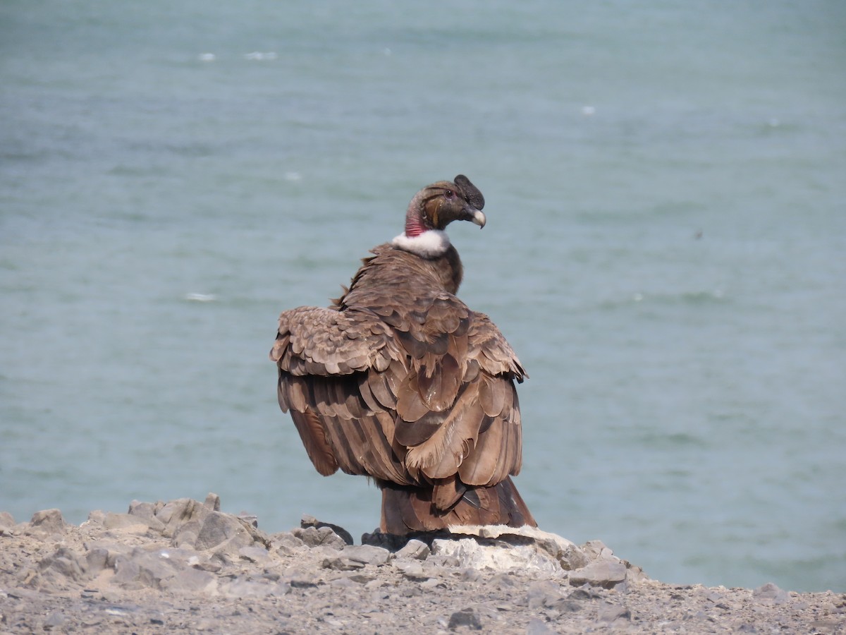 Andean Condor - ML373856531