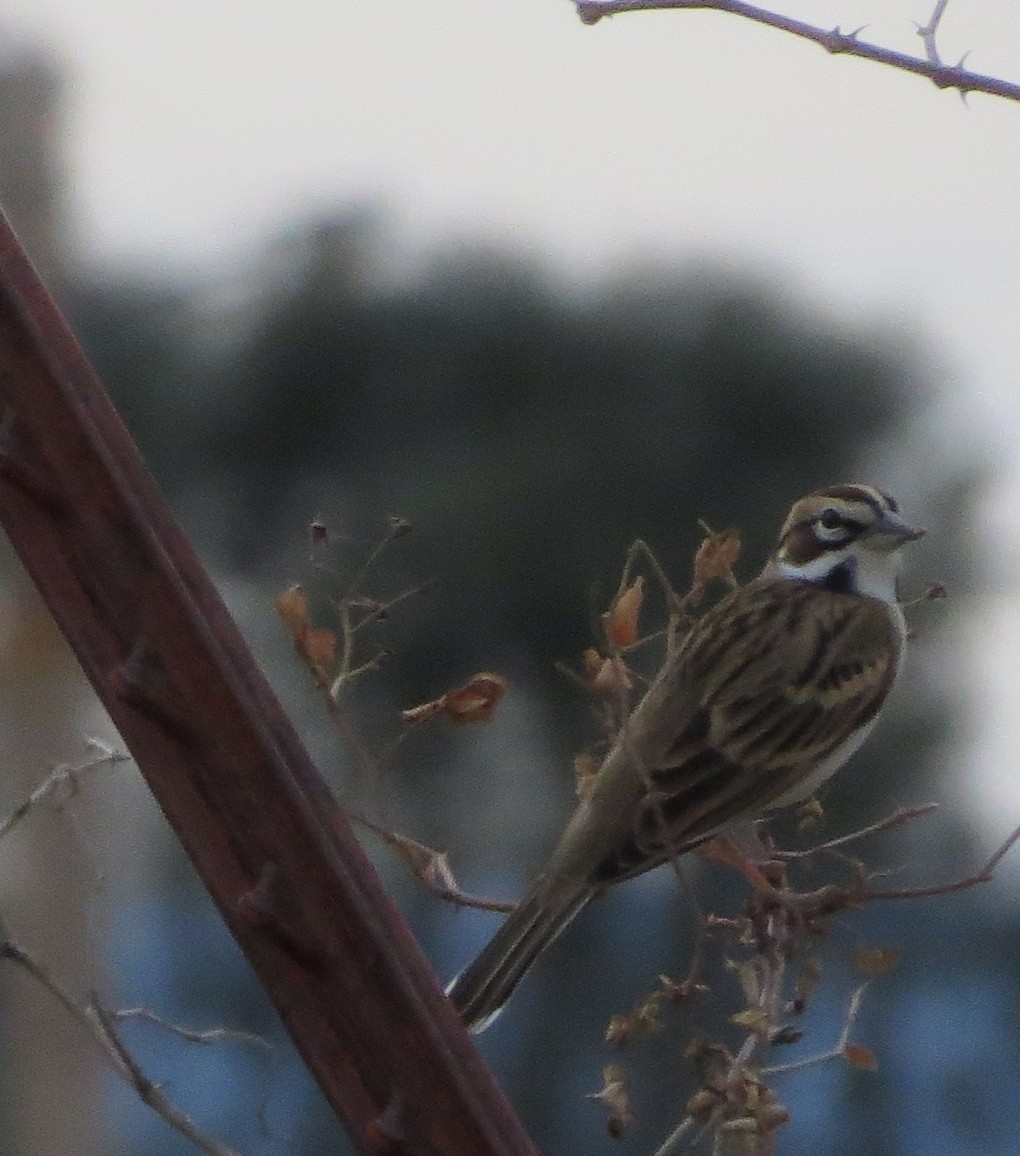 Lark Sparrow - ML37385671