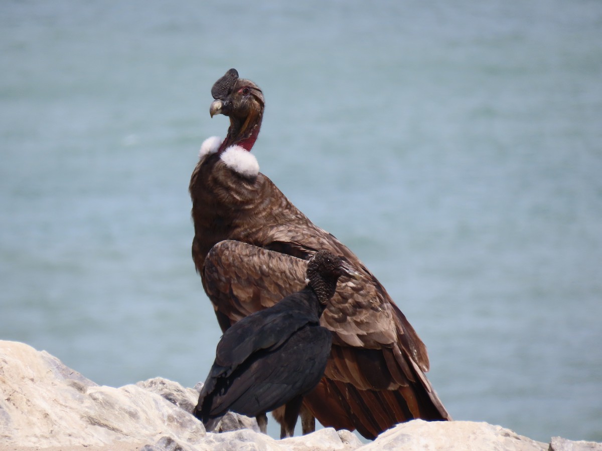 Andean Condor - ML373856741