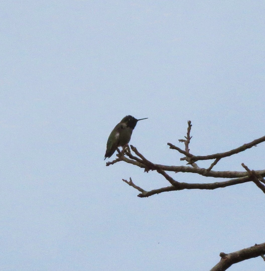 Anna's Hummingbird - ML37385681