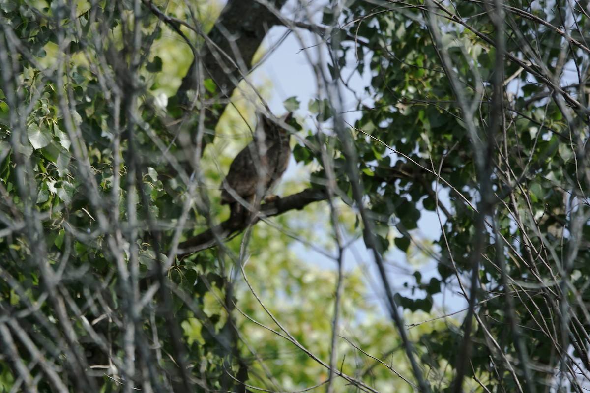 Great Horned Owl - ML373856831