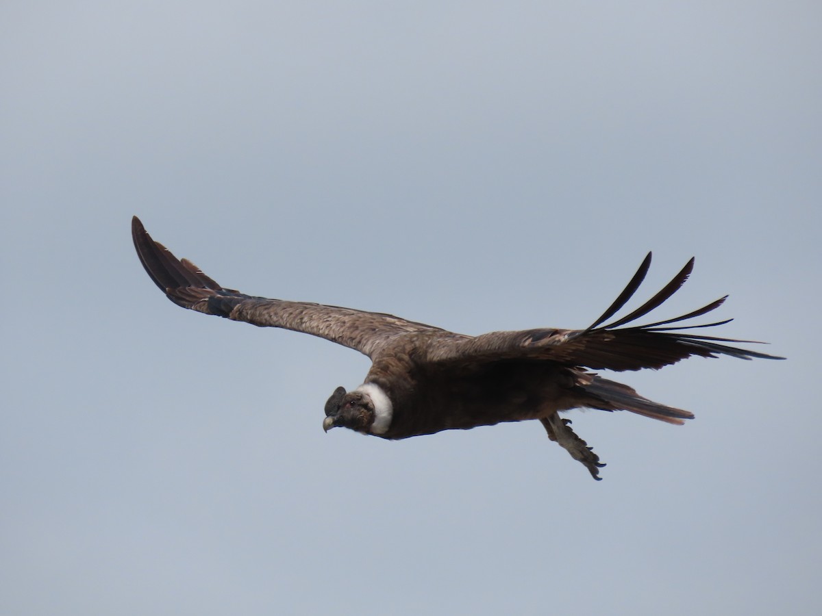 Andean Condor - ML373856971