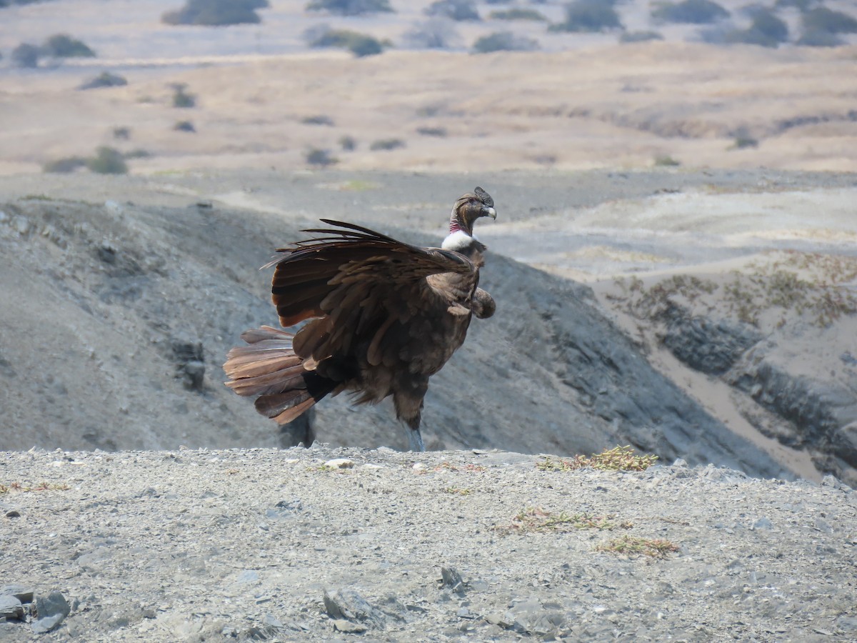 Andean Condor - ML373857051