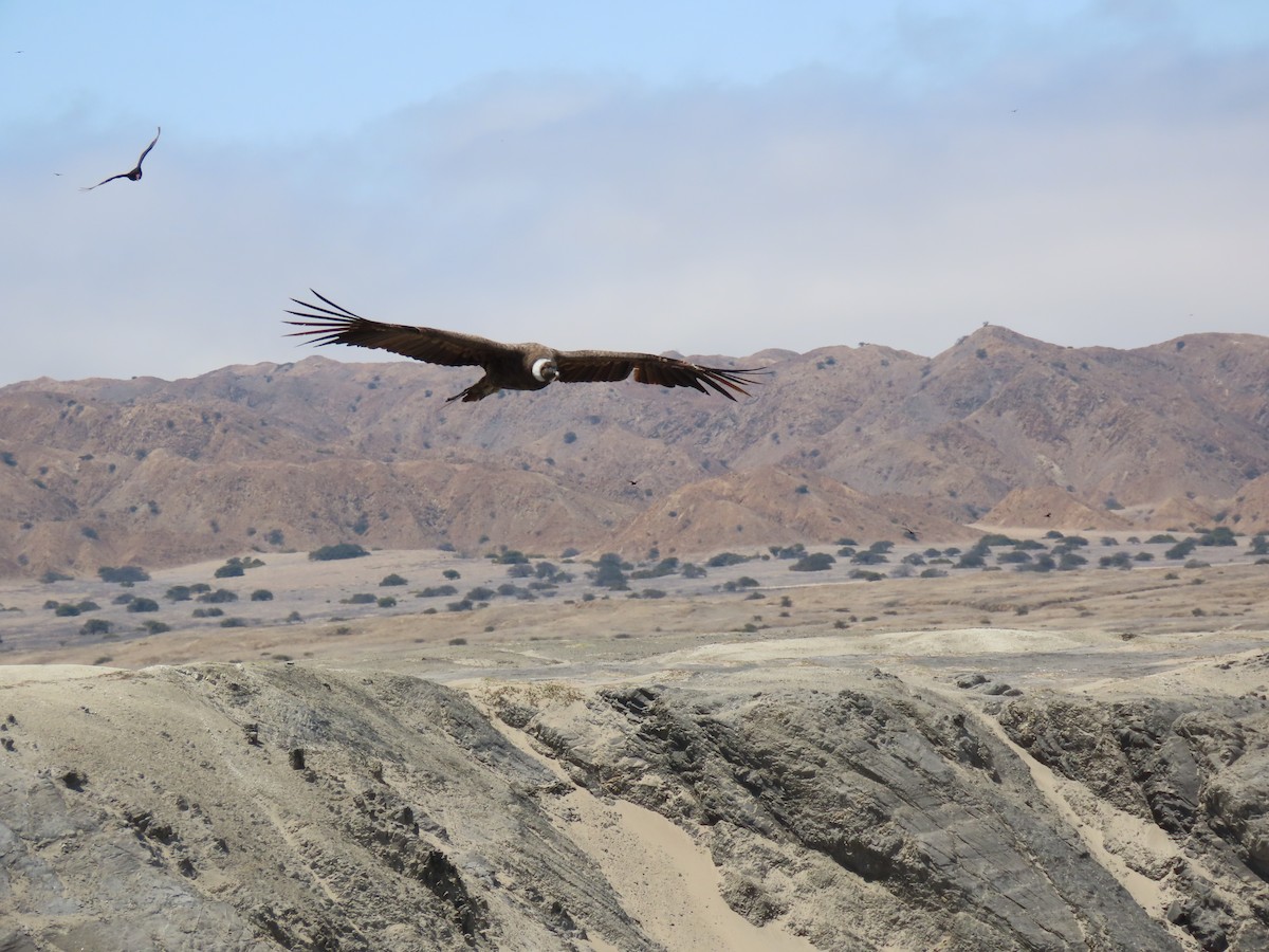 Andean Condor - ML373857071