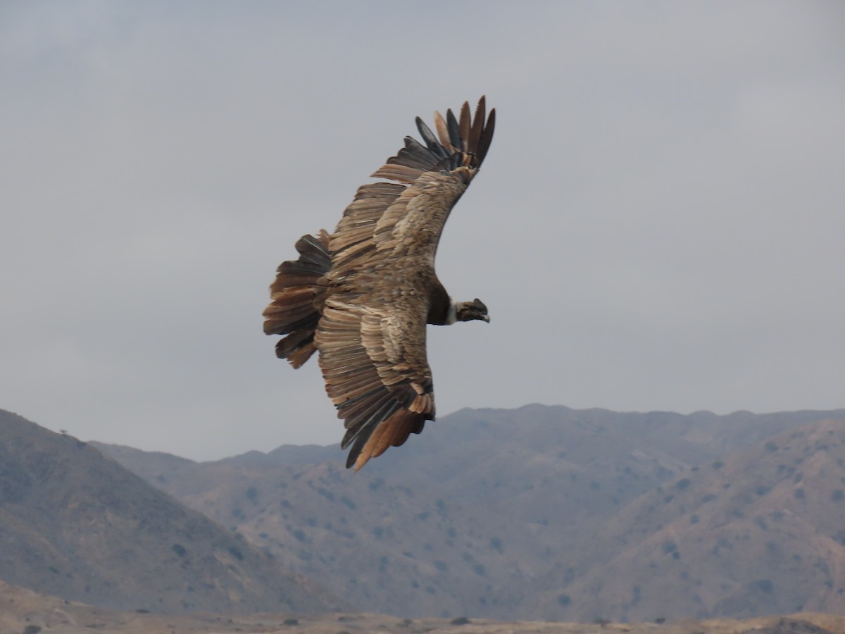 Andean Condor - ML373857081