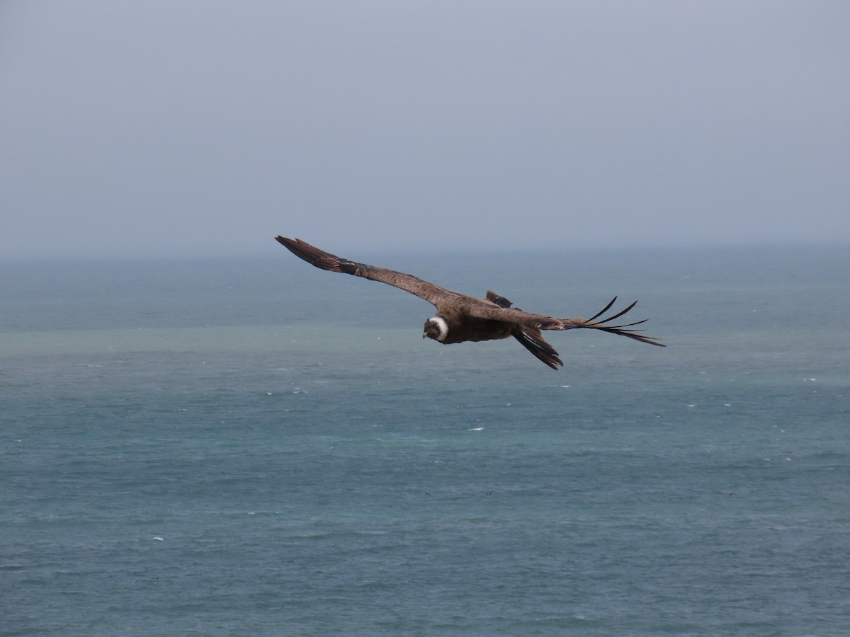 Andean Condor - ML373857131