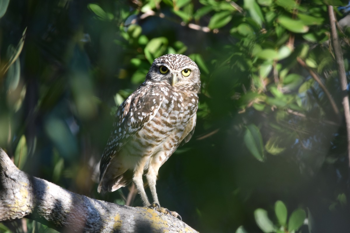 Burrowing Owl - ML373858531