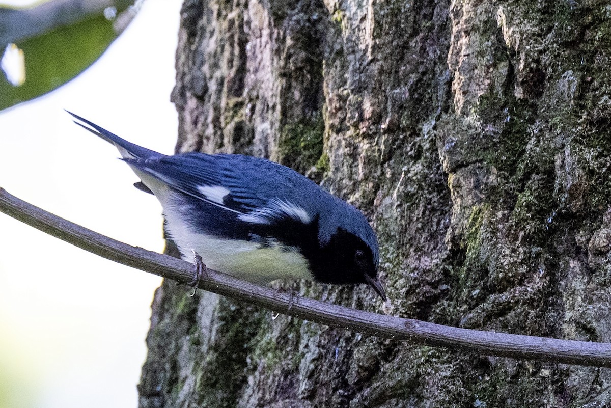 Black-throated Blue Warbler - Bilcha A