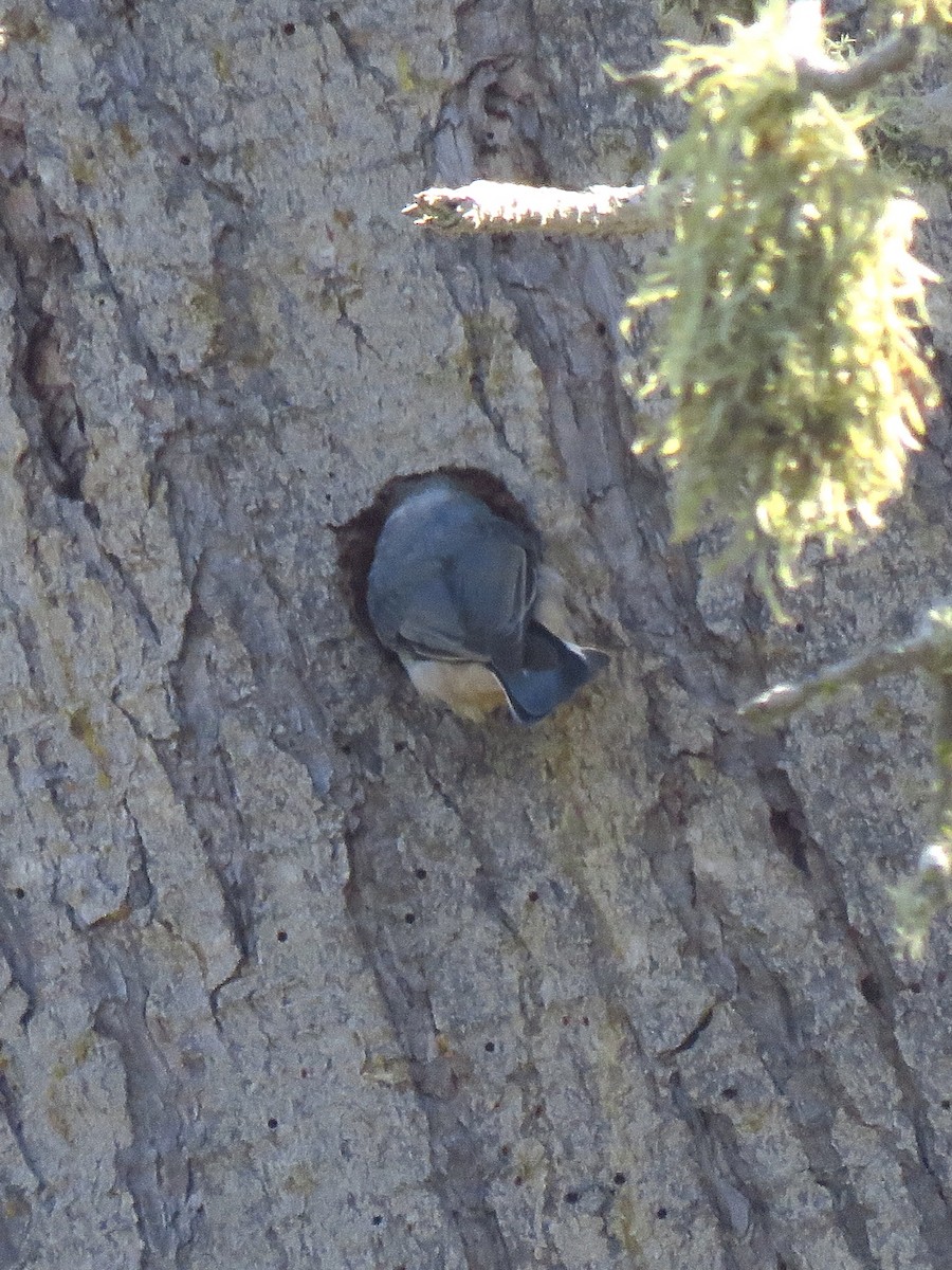 Pygmy Nuthatch - ML373862971
