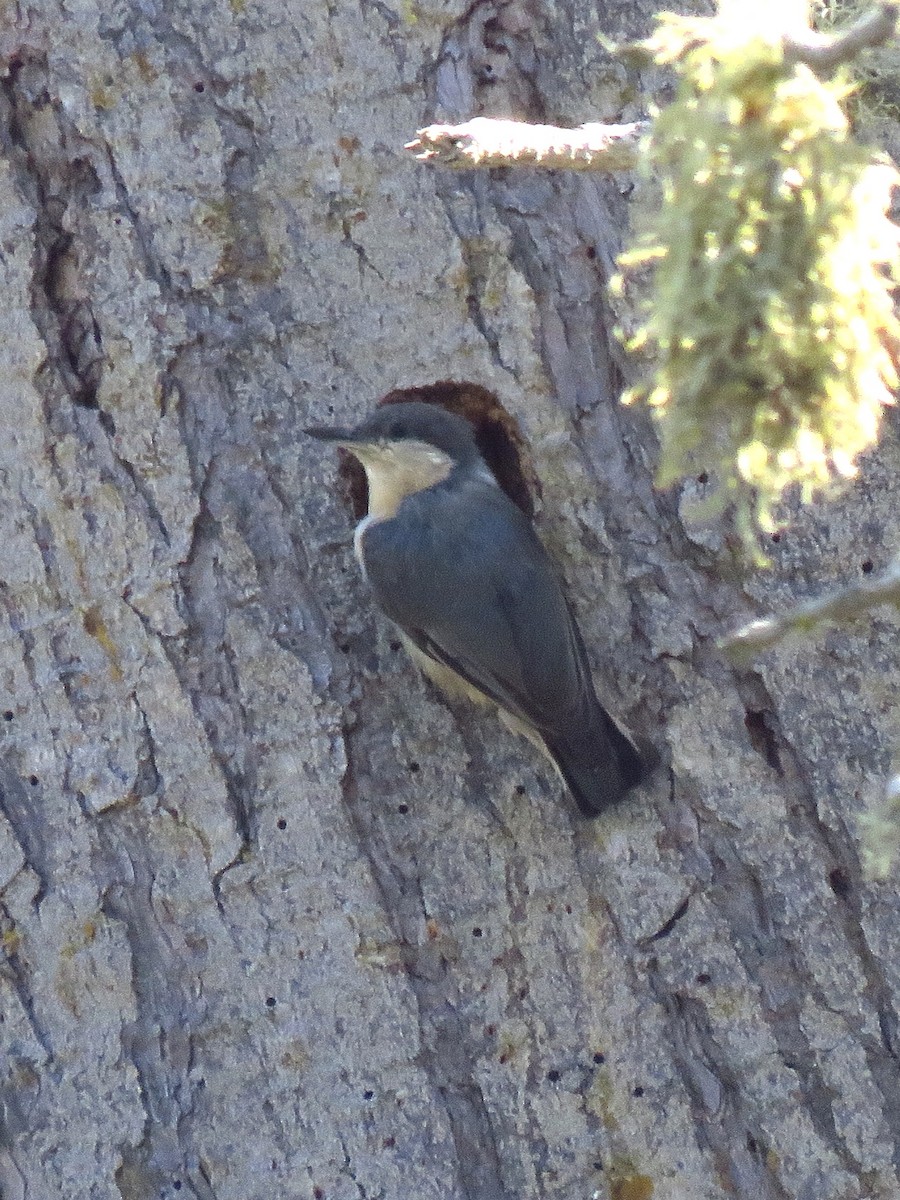 Pygmy Nuthatch - ML373862981