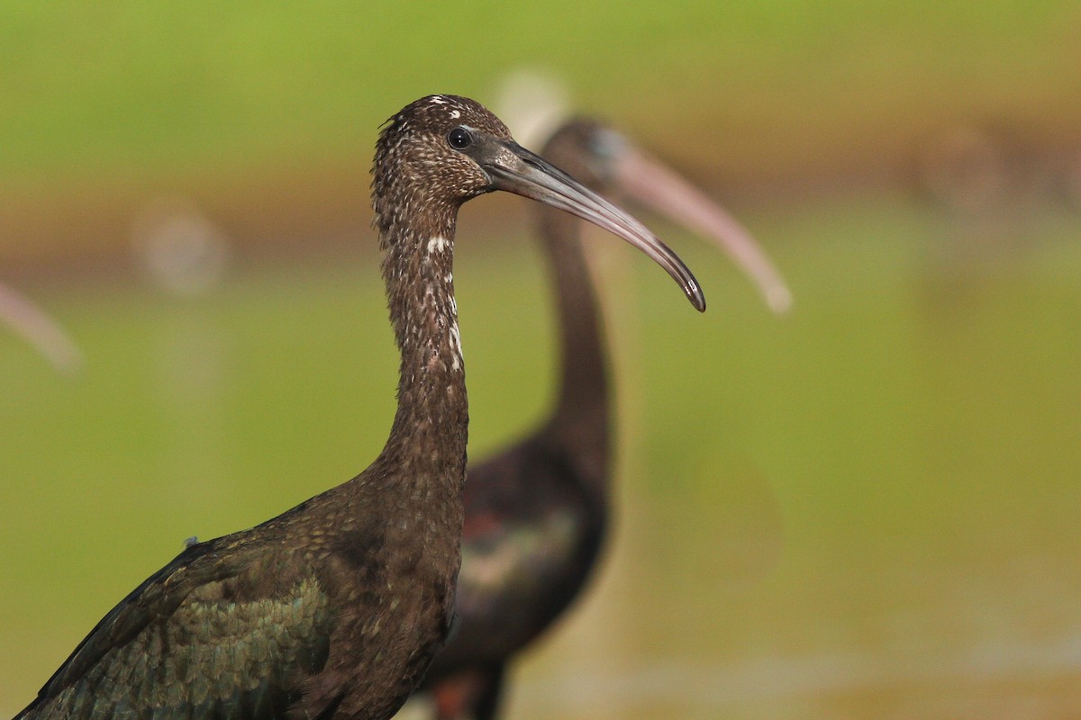 Glossy Ibis - Rei Segali