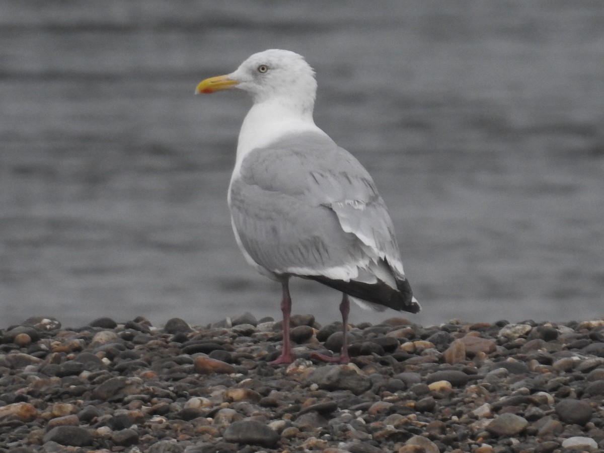 American Herring Gull - ML373863061