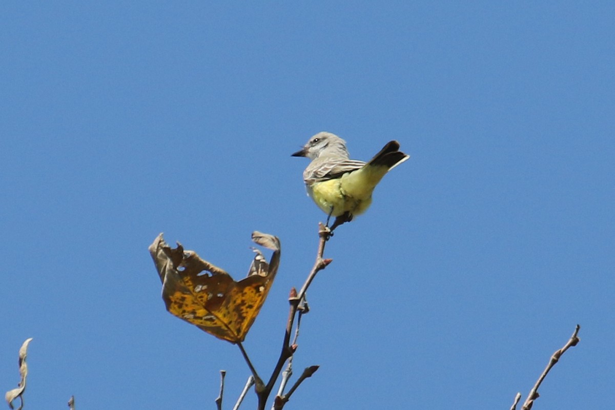 Western Kingbird - ML373864411