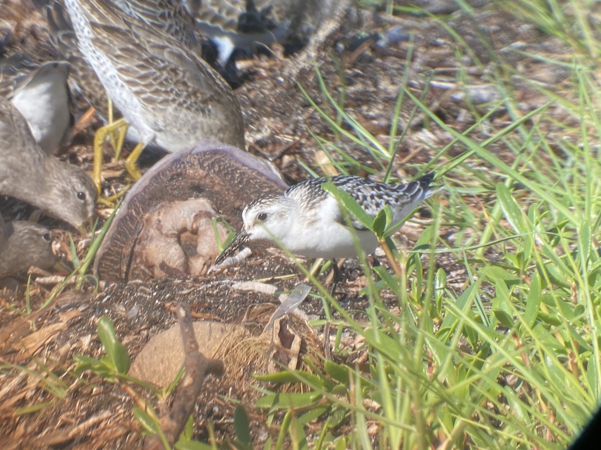 Гурвалж элсэг - ML373864571