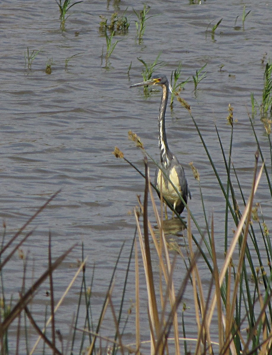 Tricolored Heron - ML373864651