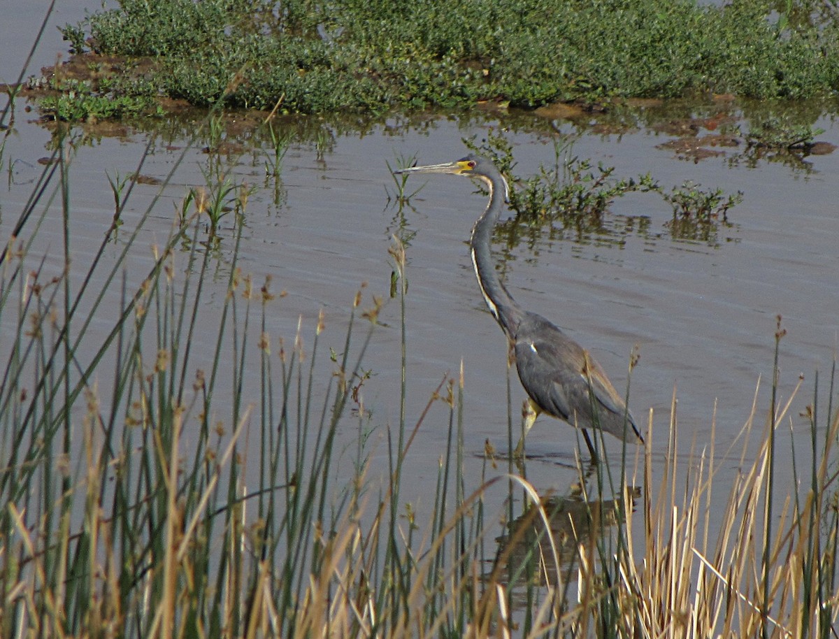 Tricolored Heron - ML373864661