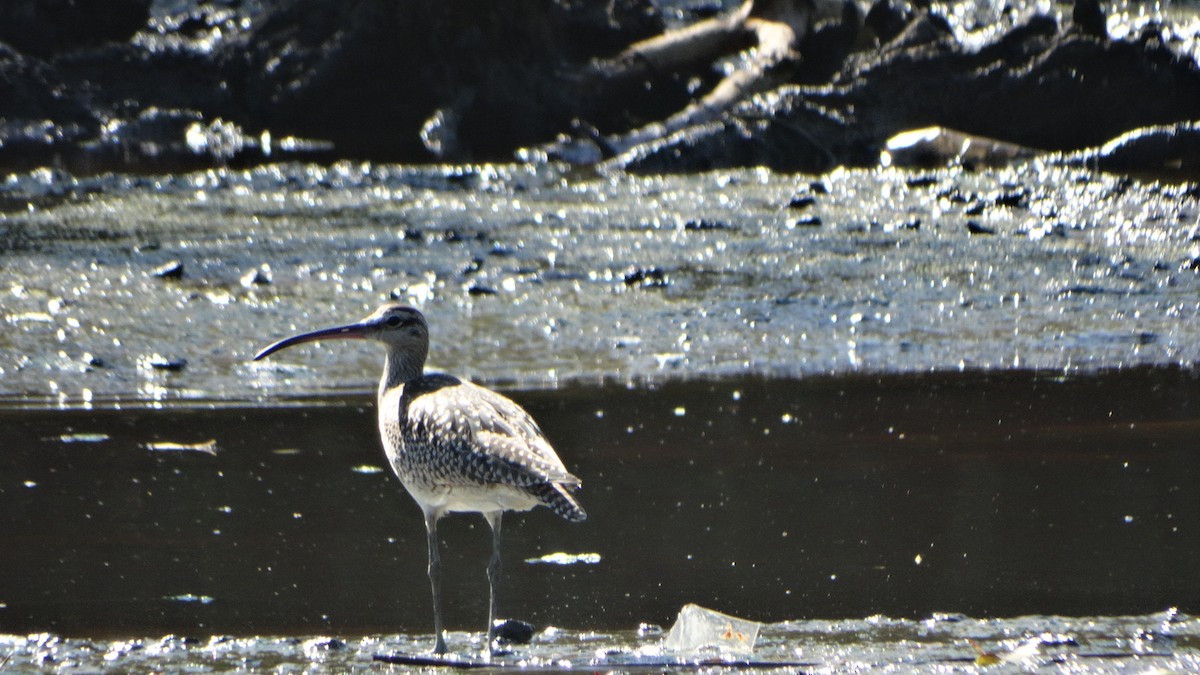 Whimbrel - ML373866081