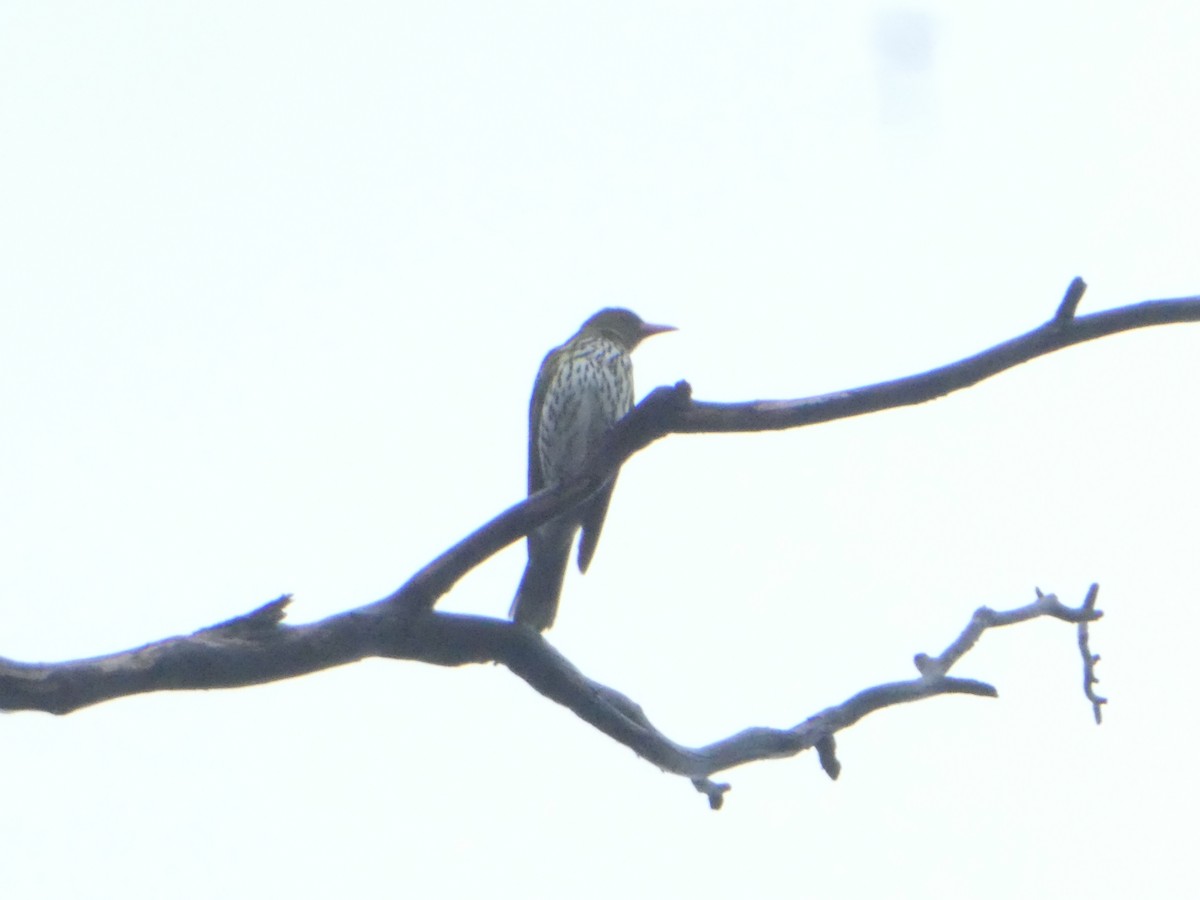 Olive-backed Oriole - ML373866511