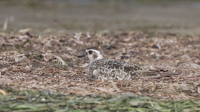 American Golden-Plover - ML373870731