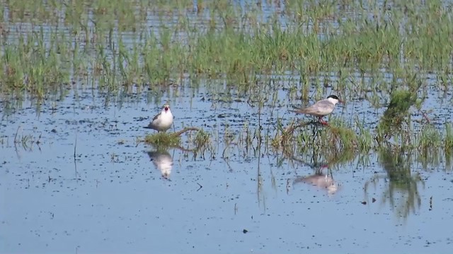 Whiskered Tern - ML373873531