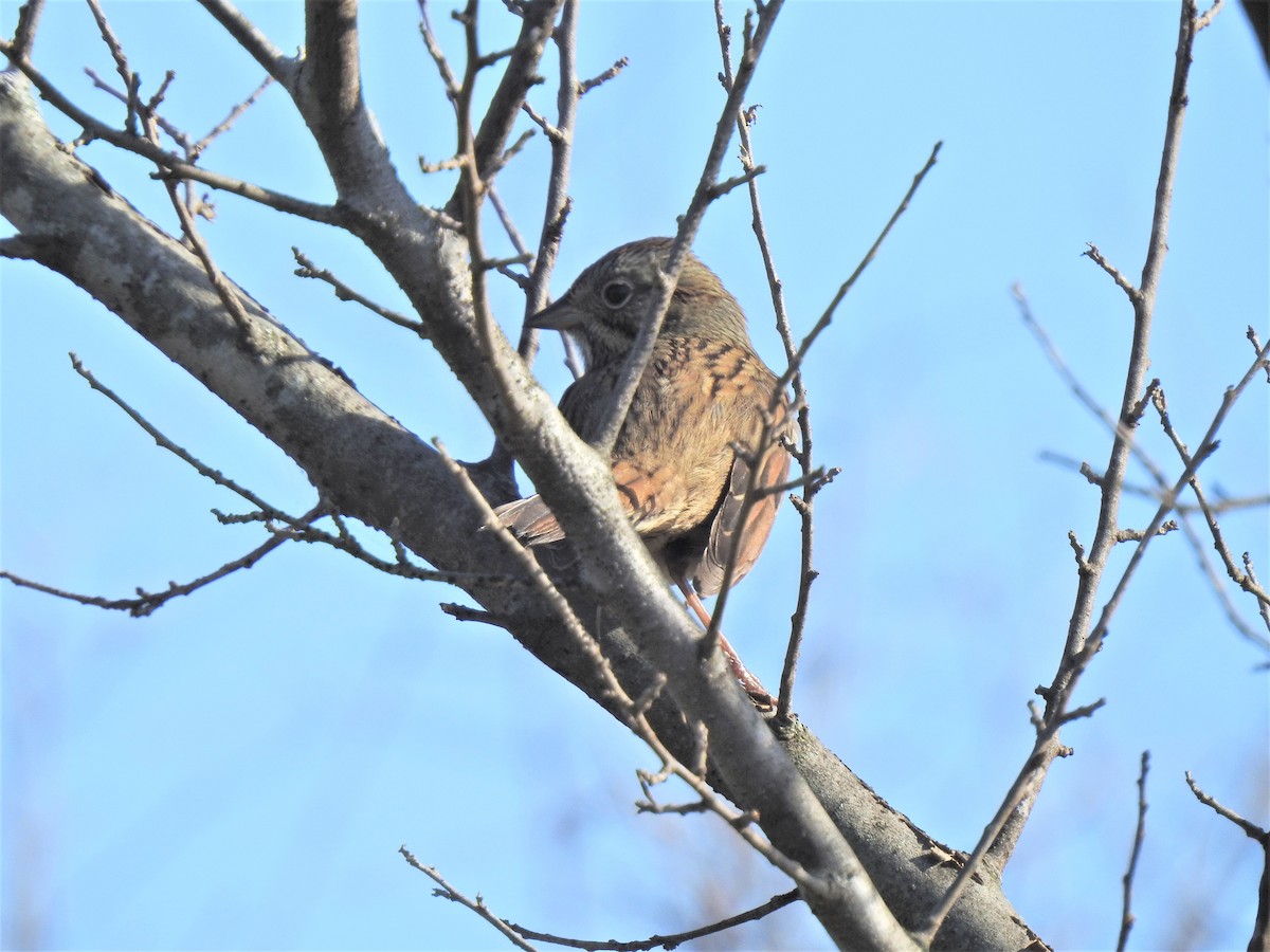 Lincoln's Sparrow - ML373875021