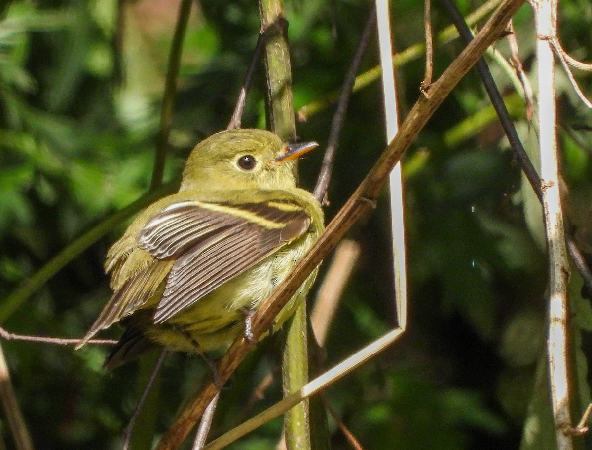 Yellow-bellied Flycatcher - Valerie Masten