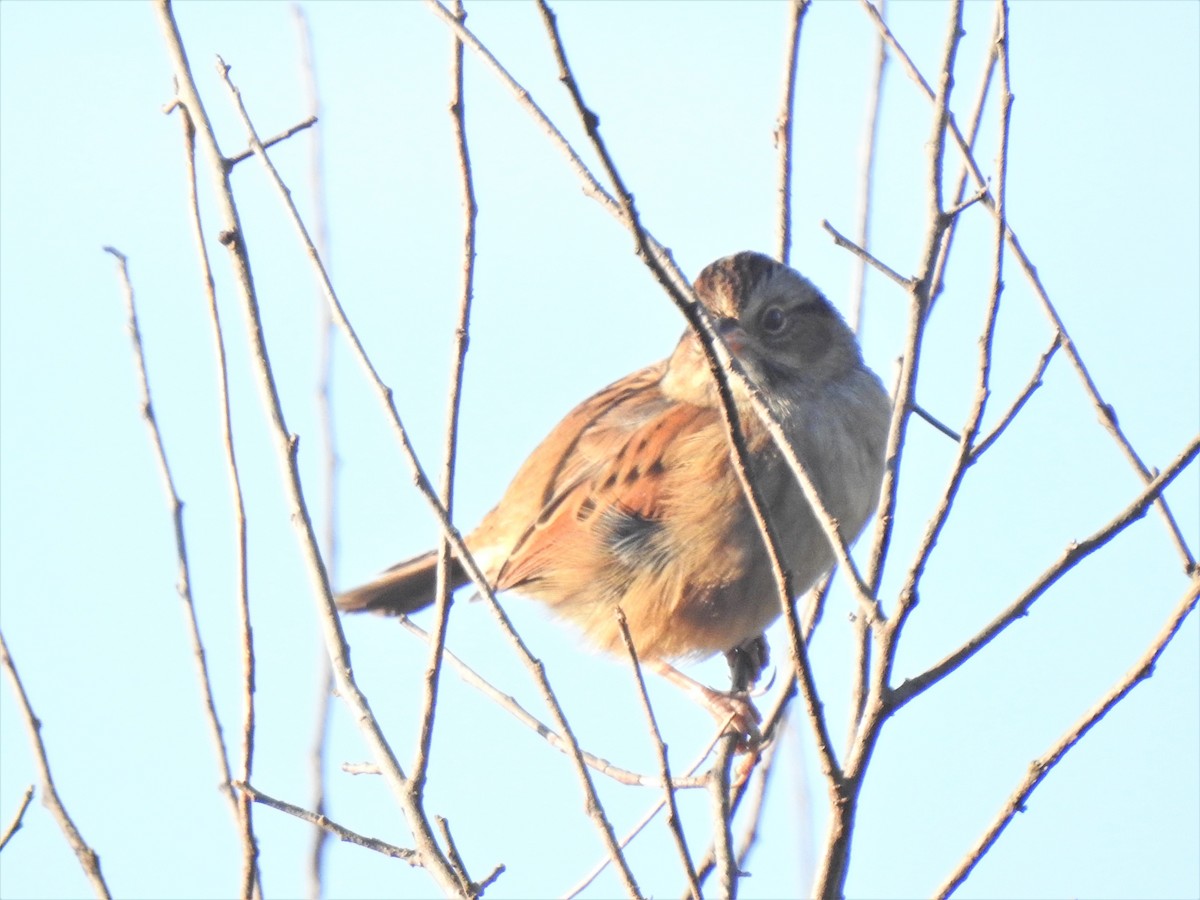 Swamp Sparrow - ML373876421