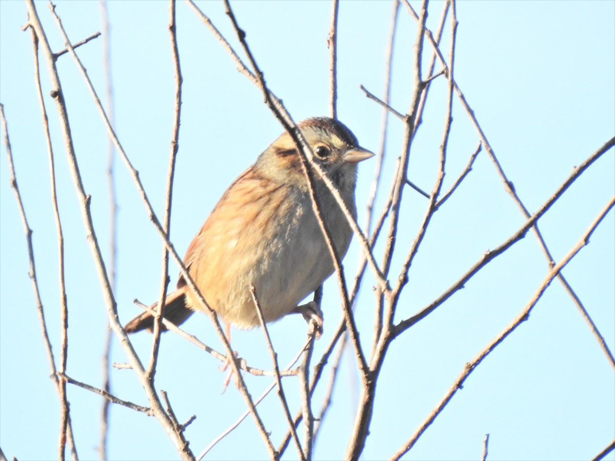 Swamp Sparrow - ML373876431