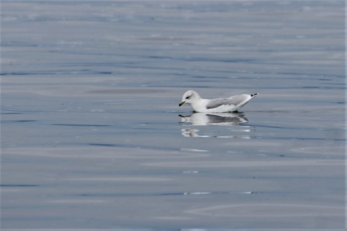Ring-billed Gull - ML373877101