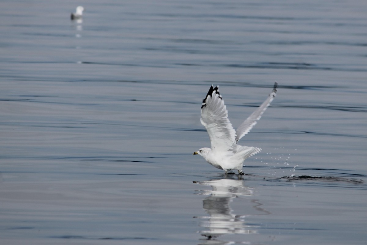 Ring-billed Gull - ML373877181