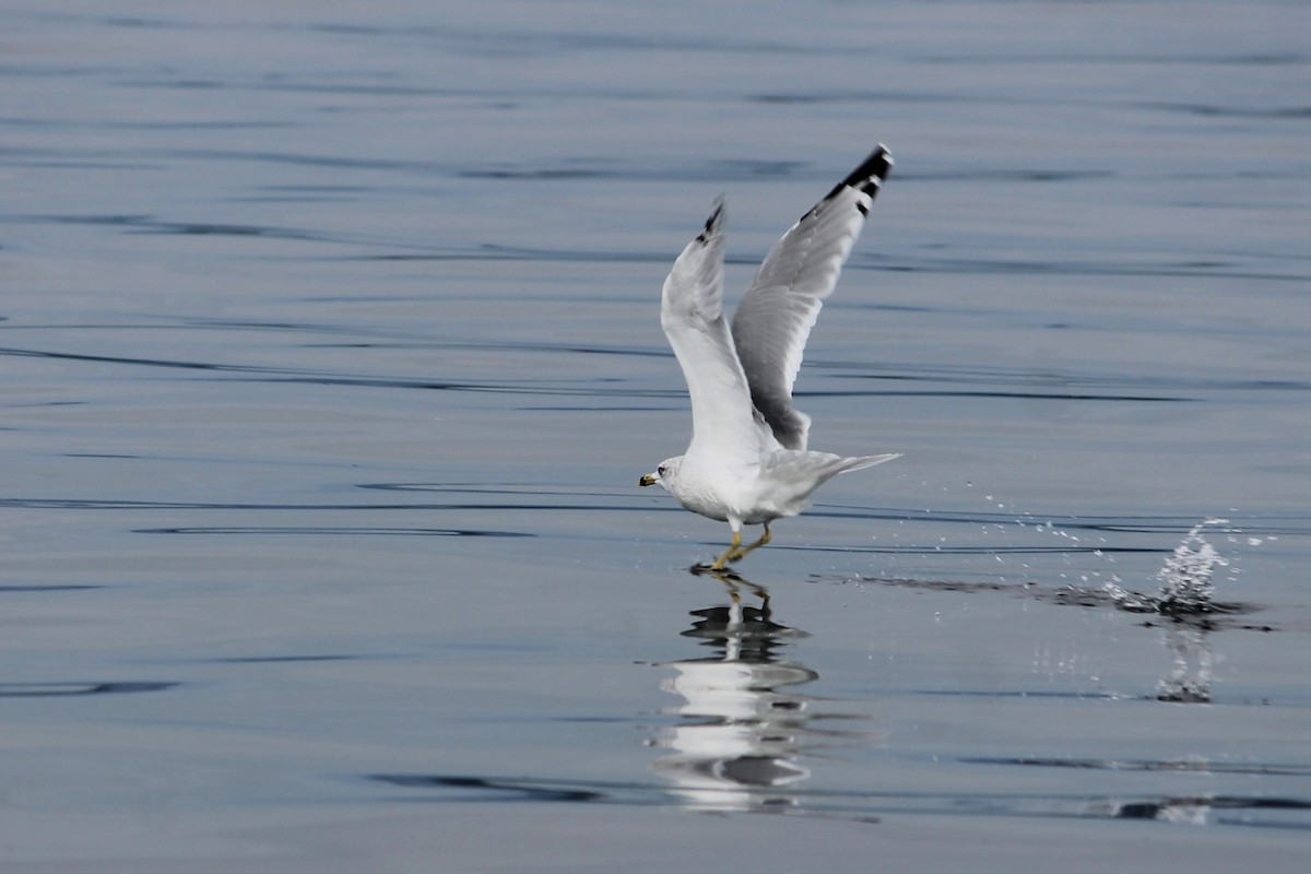 Ring-billed Gull - ML373877251